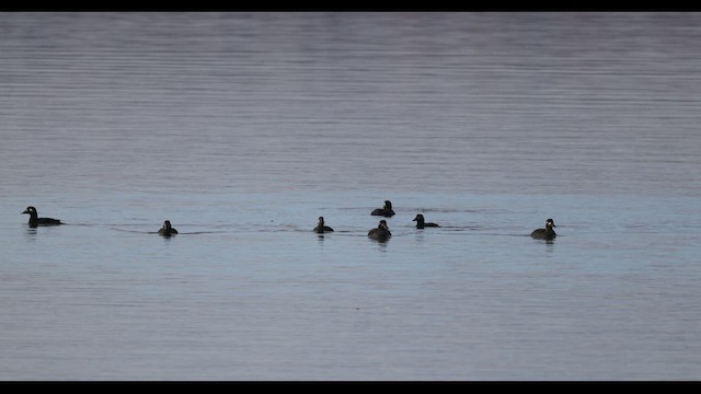 White-winged Scoter - ML549013811