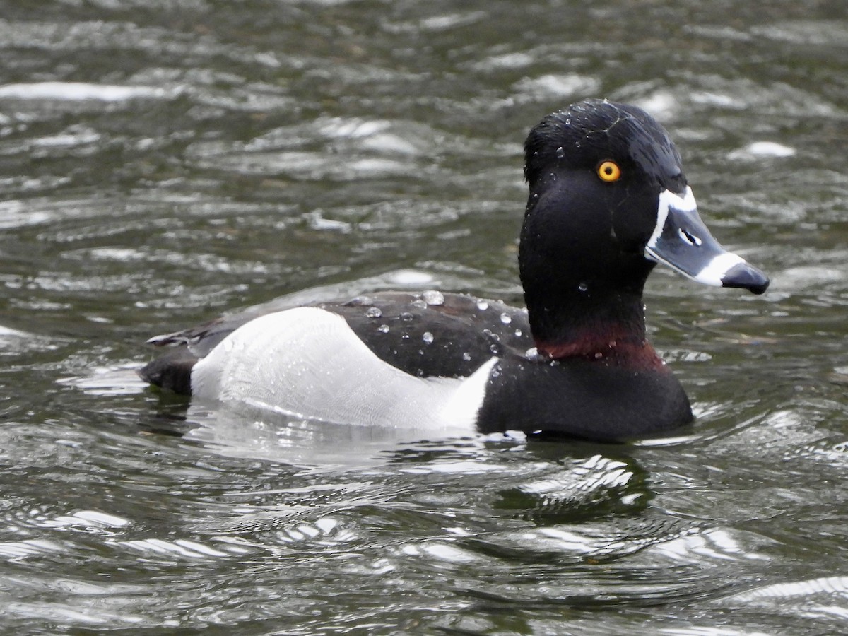 Ring-necked Duck - ML549014461