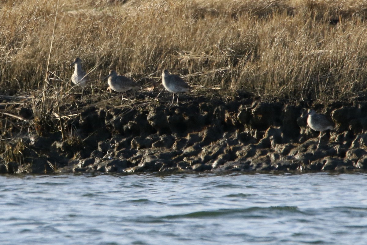 Willet - ML54901521