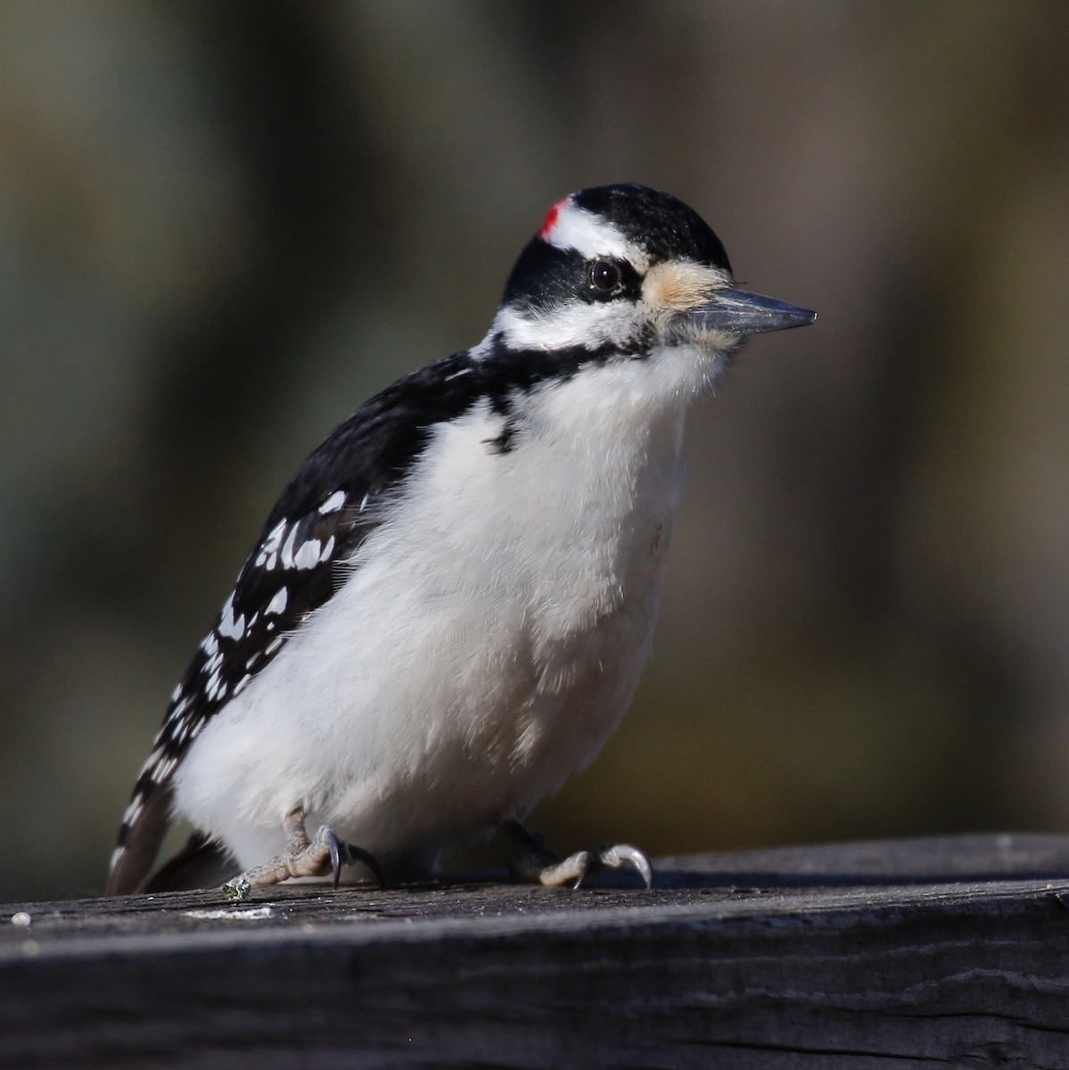 Hairy Woodpecker - ML549016241