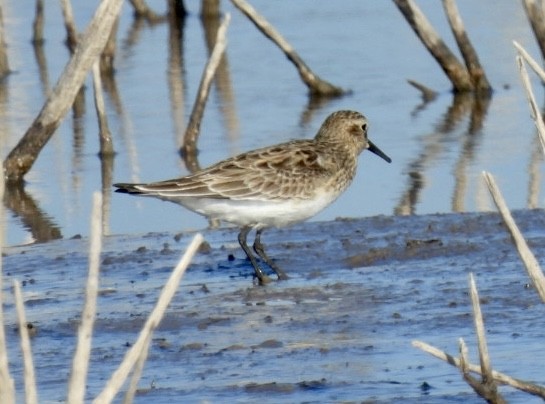 Baird's Sandpiper - ML549019271