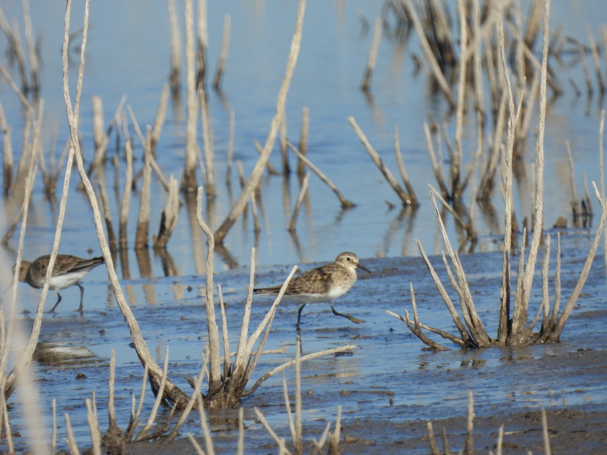 Baird's Sandpiper - ML549019371