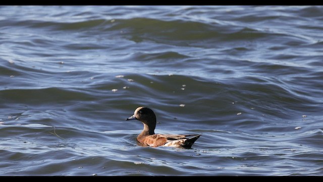 American Wigeon - ML549019391