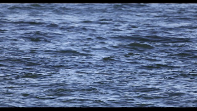 White-winged Scoter - ML549019531