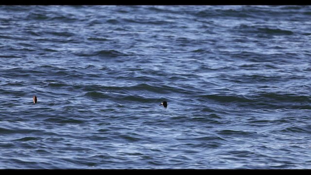 White-winged Scoter - ML549019601