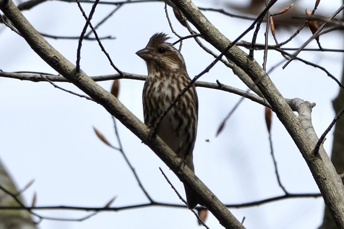 Purple Finch - ML549020381