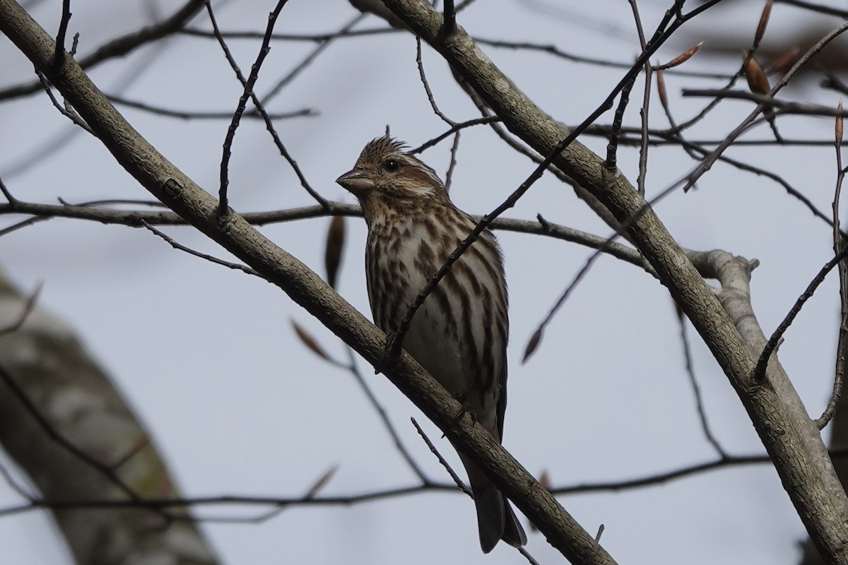 Purple Finch - ML549020391