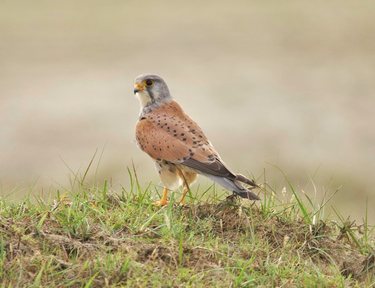 Eurasian Kestrel - ML549020711