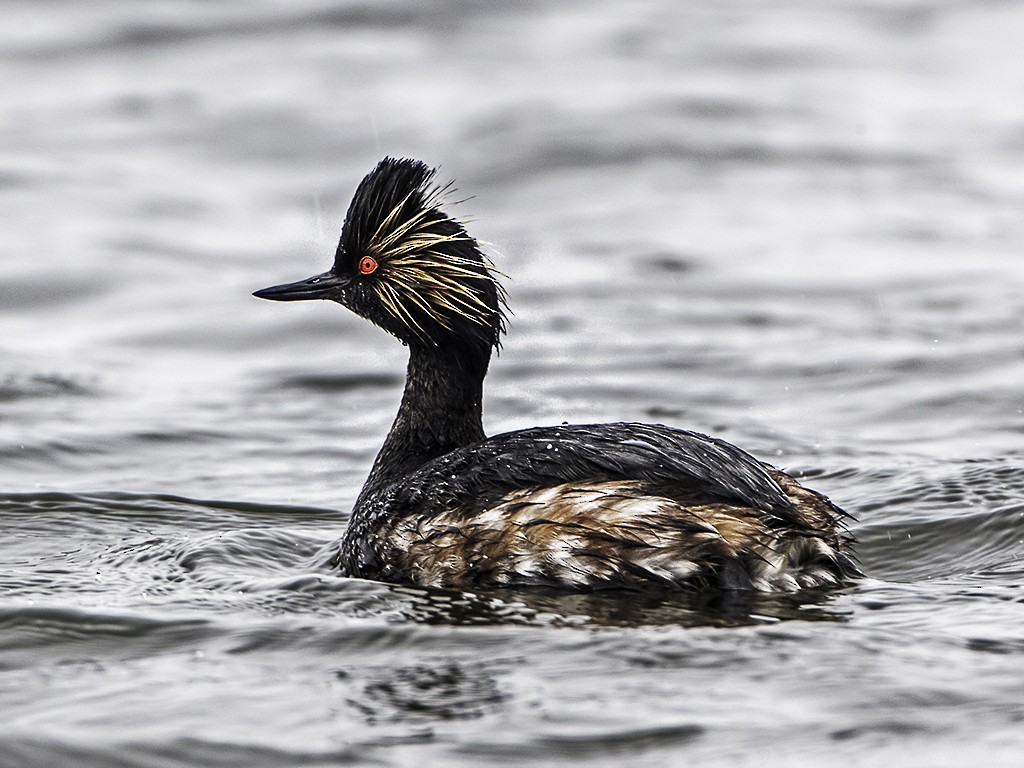 Eared Grebe - ML54902541