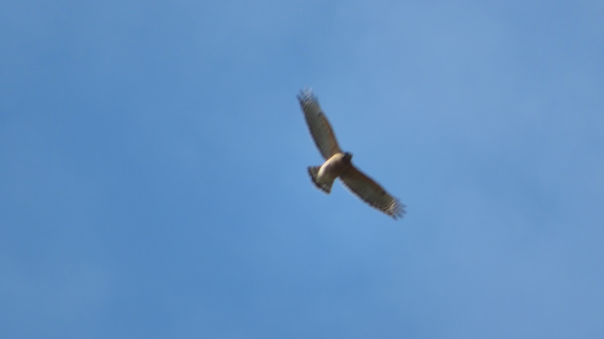Red-shouldered Hawk - ML549025581