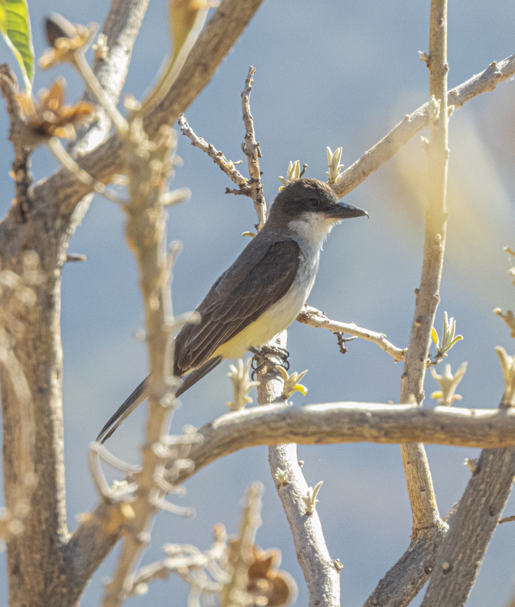 Thick-billed Kingbird - ML549026141