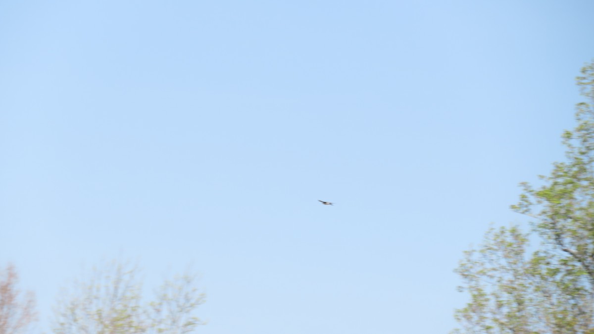 Red-shouldered Hawk - ML549027521