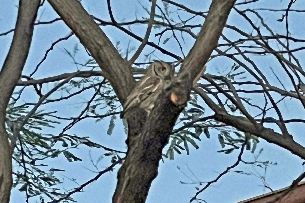 Western Screech-Owl - ML549027621