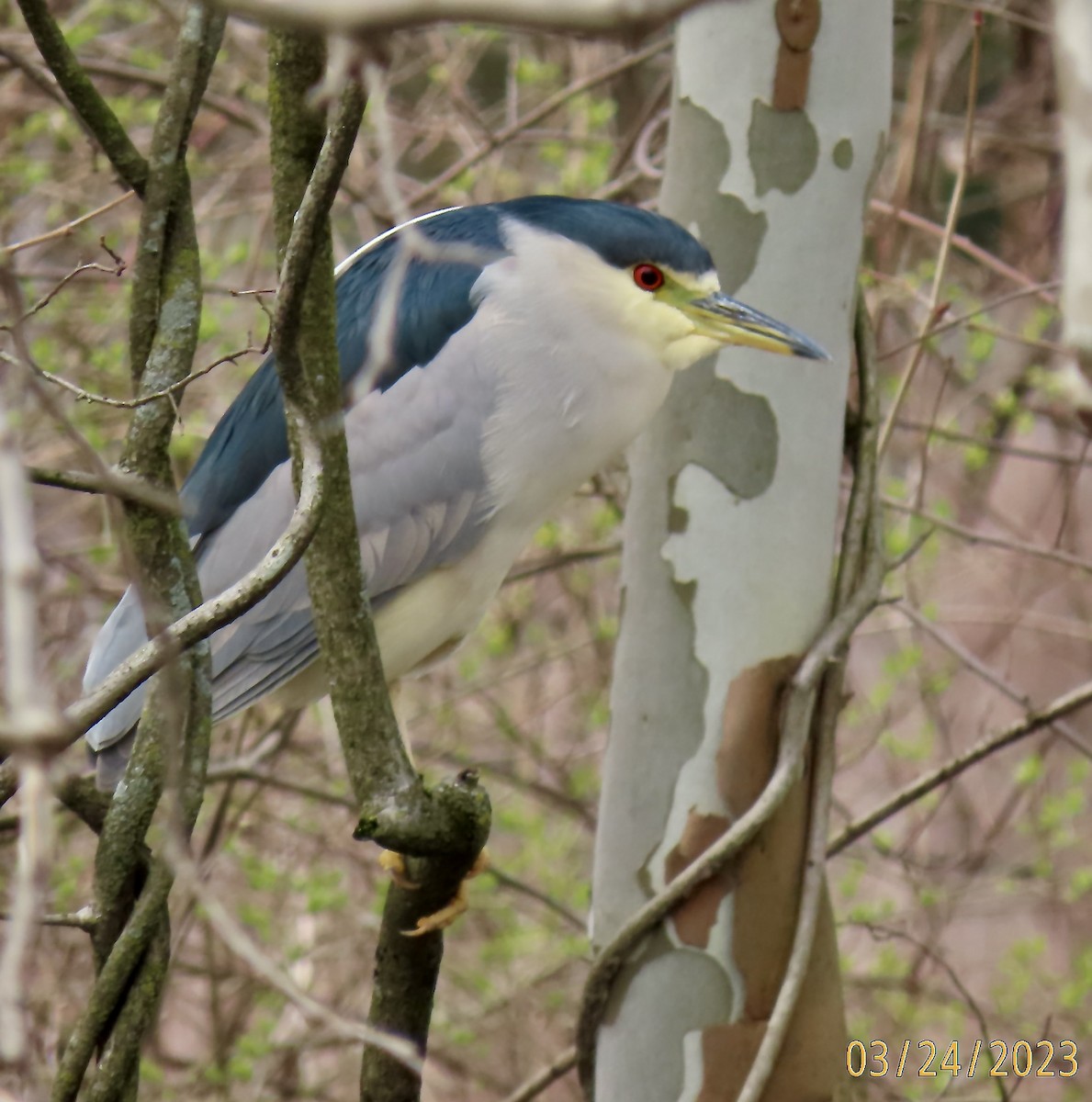 Black-crowned Night Heron - Rod MacKenzie