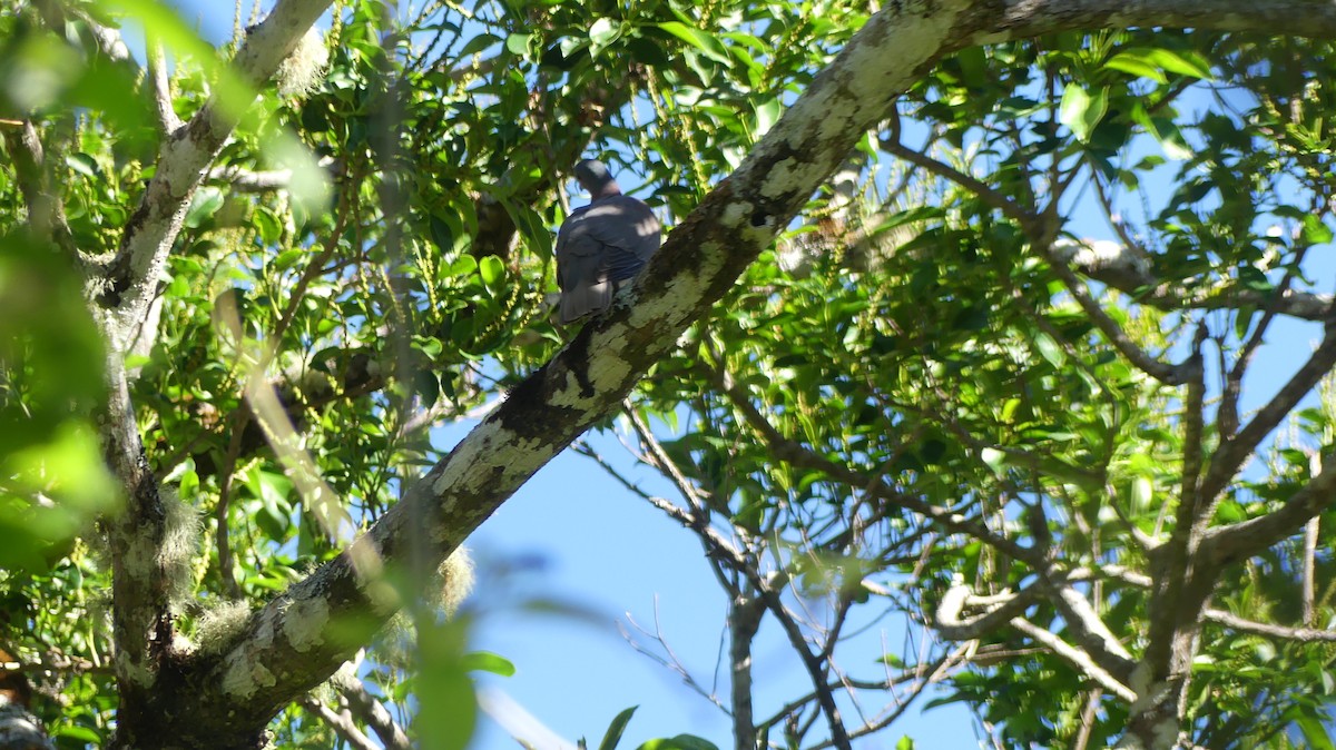 Pale-vented Pigeon - ML549028461