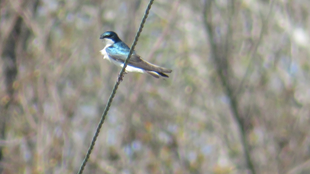 Tree Swallow - ML549028661