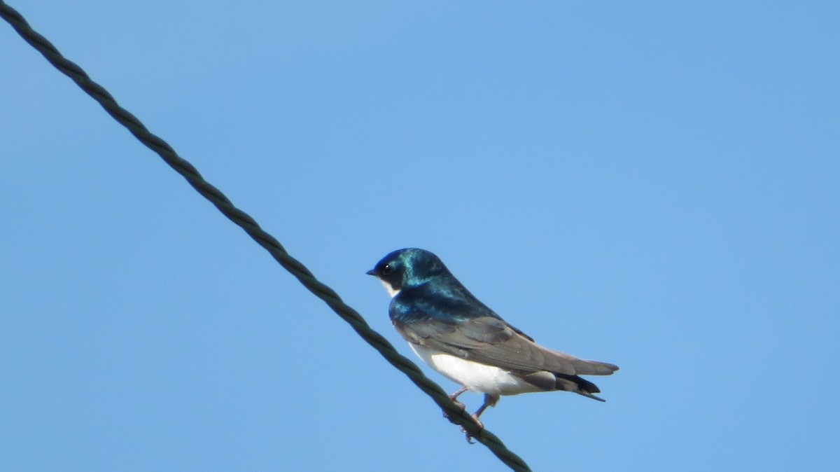 Tree Swallow - ML549028821