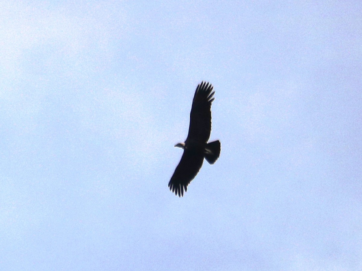 Andean Condor - ML549028831