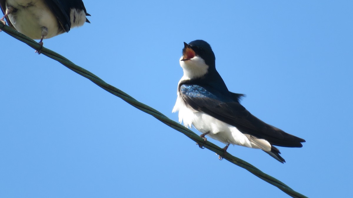 Tree Swallow - ML549028911