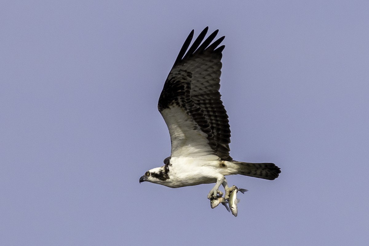 Osprey - ML549029131
