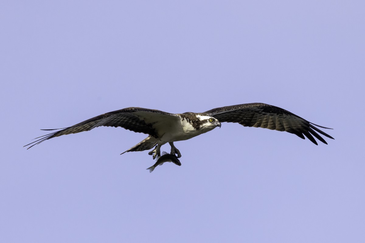 Osprey - ML549029141