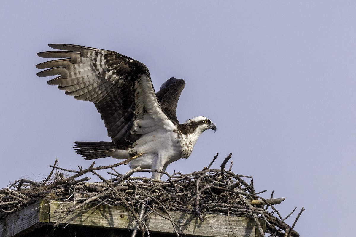 Osprey - ML549029231