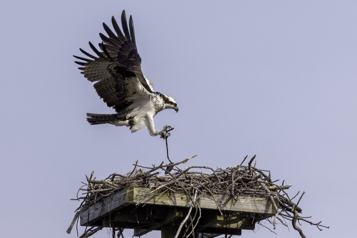 Osprey - ML549029241