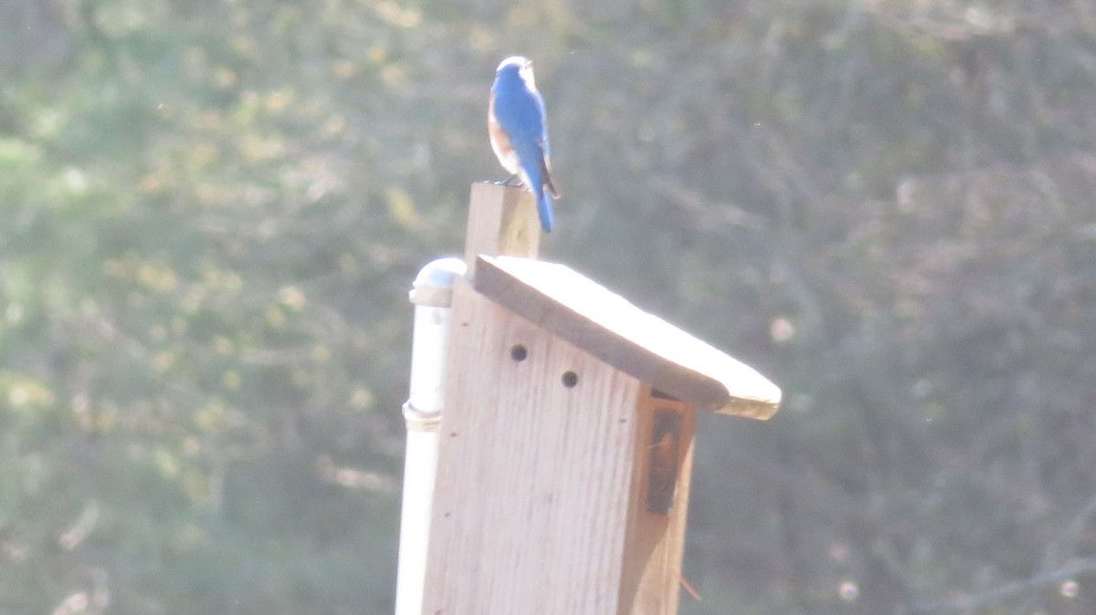 Eastern Bluebird - ML549030341