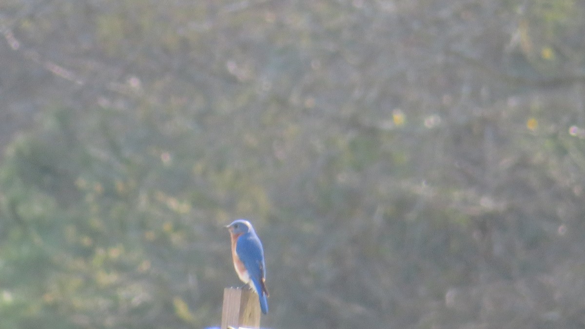 Eastern Bluebird - ML549030491