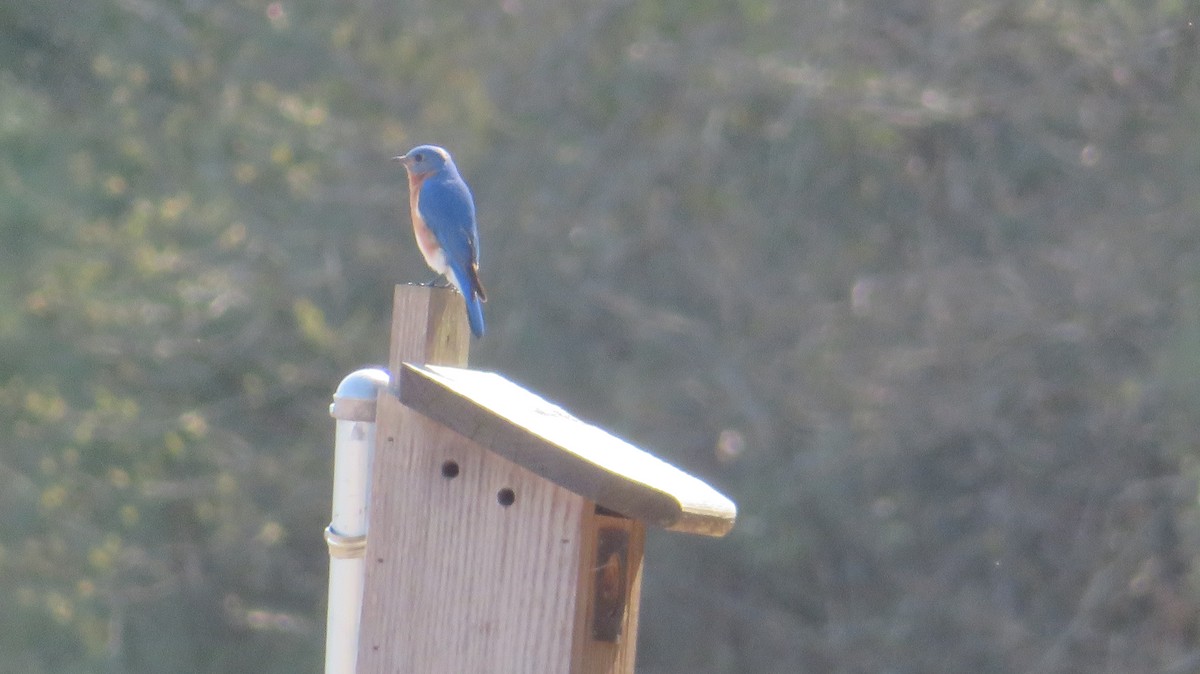 Eastern Bluebird - ML549030681