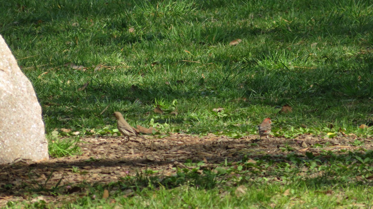 House Finch - ML549030841