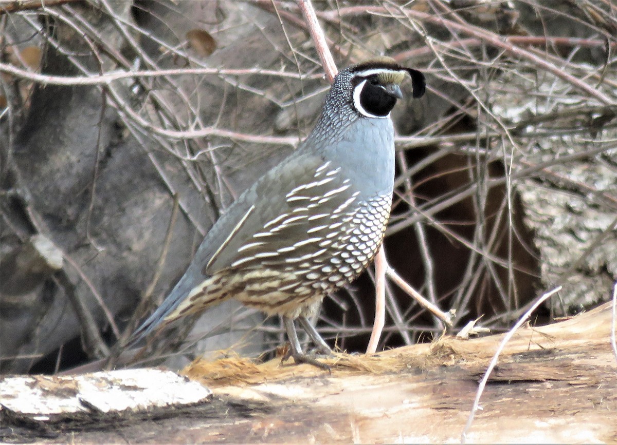 California Quail - ML549031141