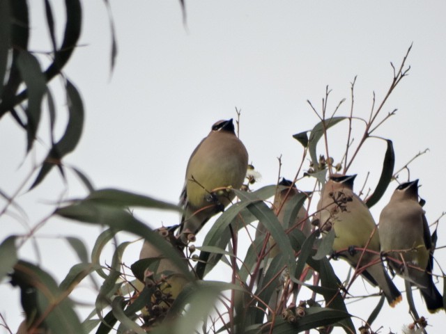 Cedar Waxwing - ML549031261