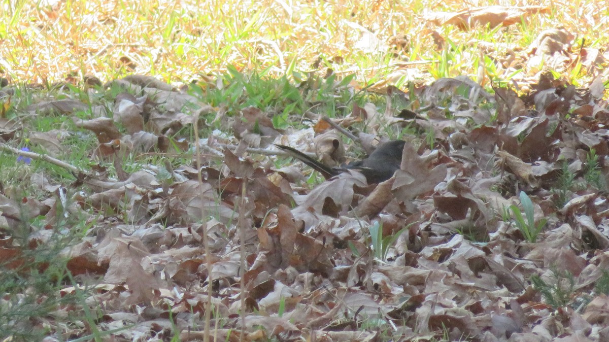 Eastern Towhee - ML549031291