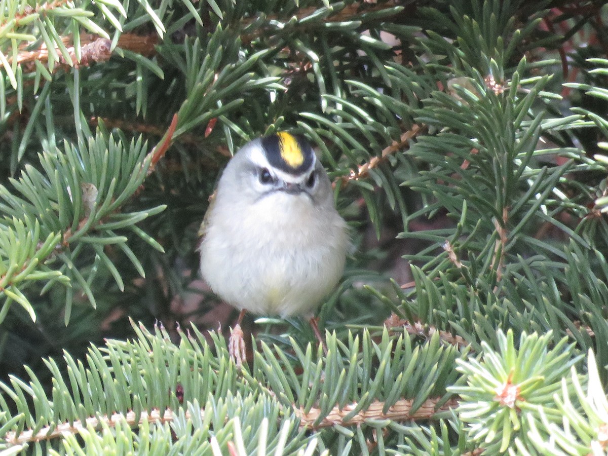 Golden-crowned Kinglet - ML549031361