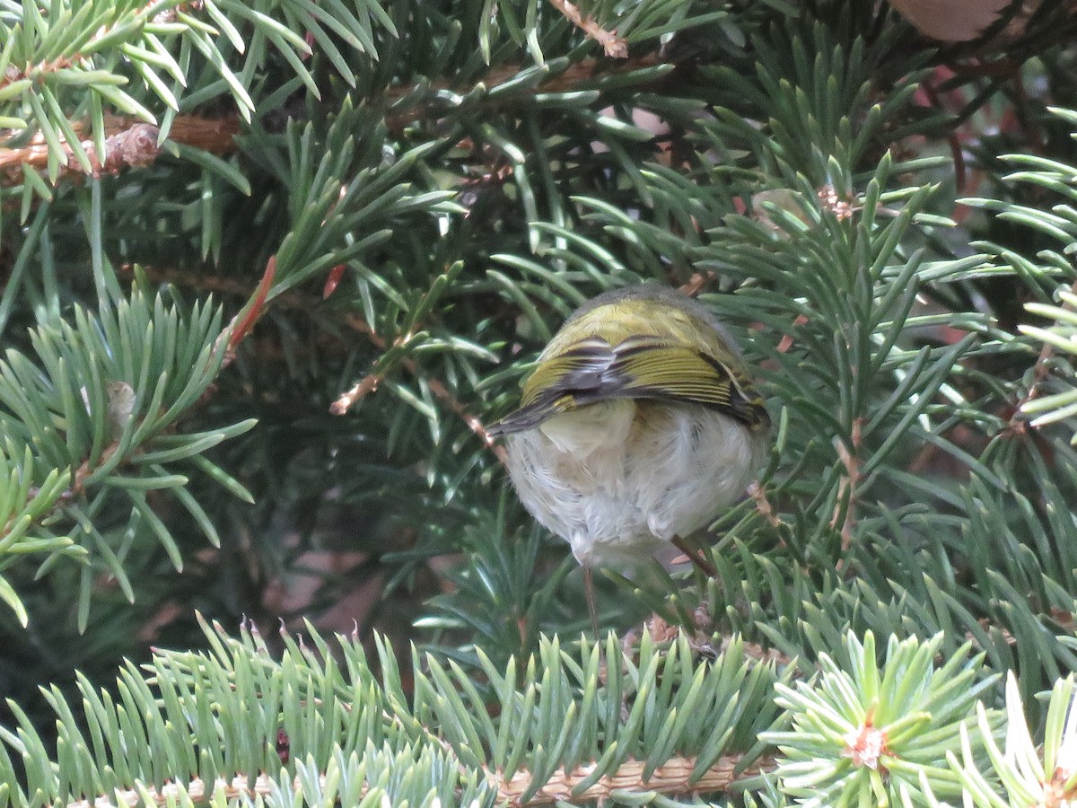 Golden-crowned Kinglet - ML549031371