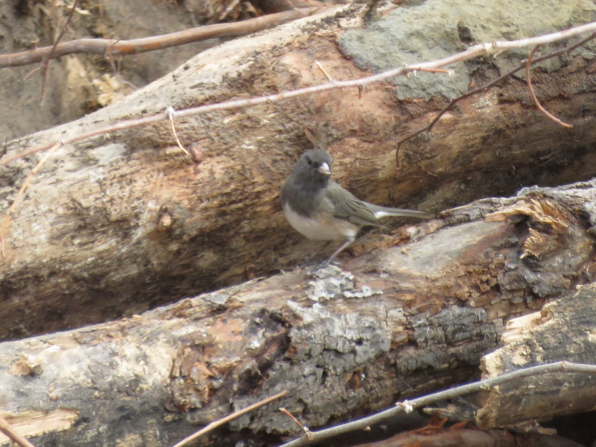 Dark-eyed Junco (Oregon) - ML549031561