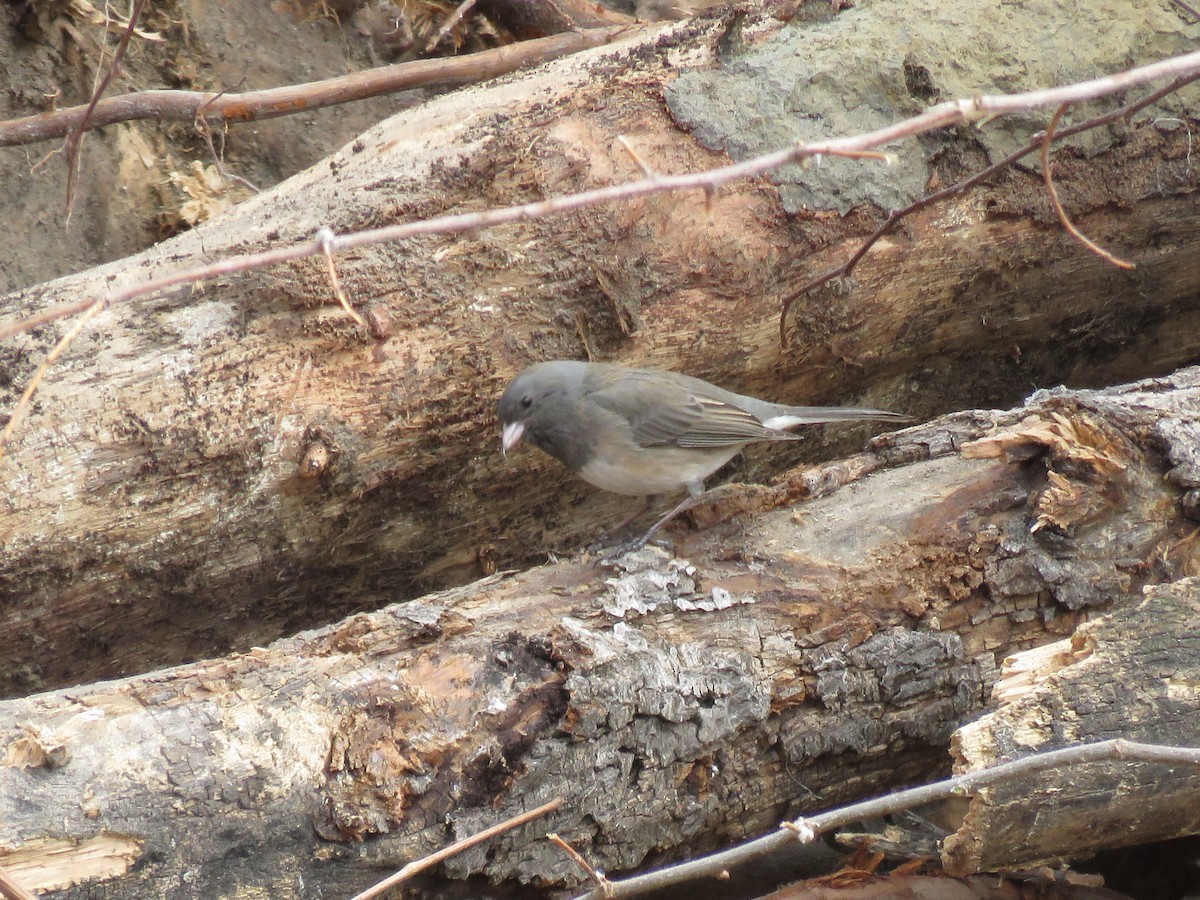 Dark-eyed Junco (Oregon) - ML549031571