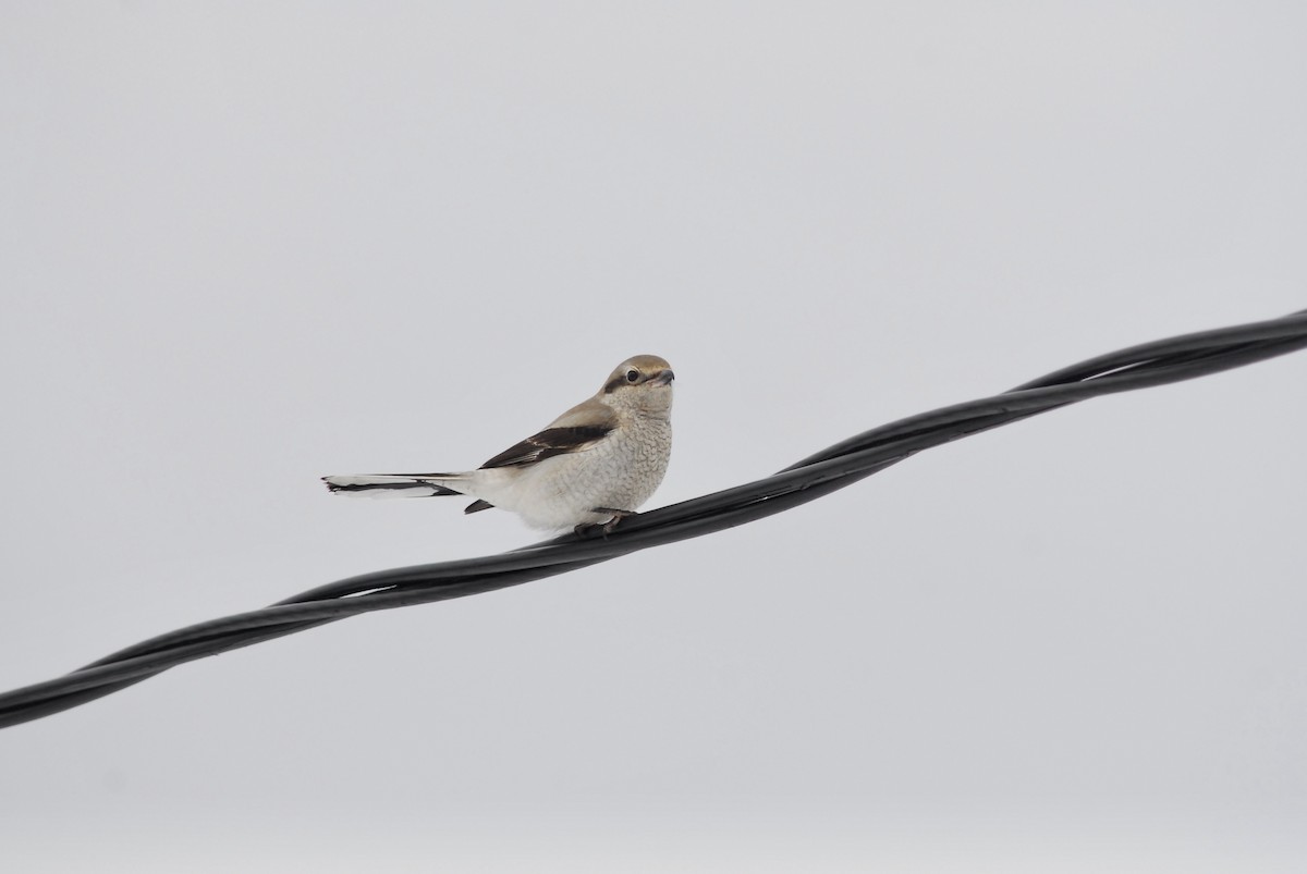 Northern Shrike - ML549031811