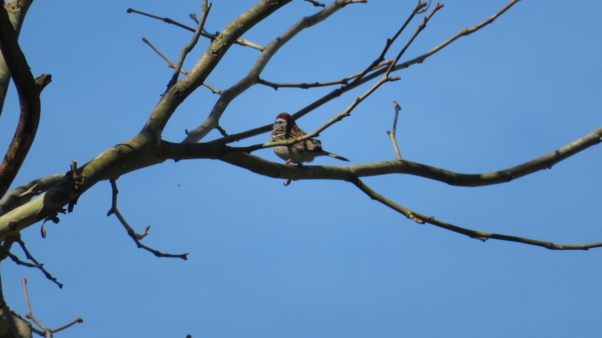 Chipping Sparrow - ML549032081