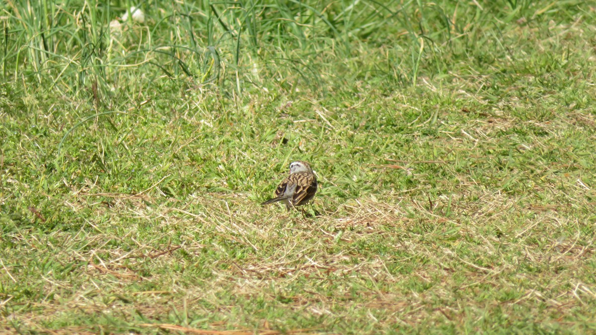 Chipping Sparrow - ML549032641