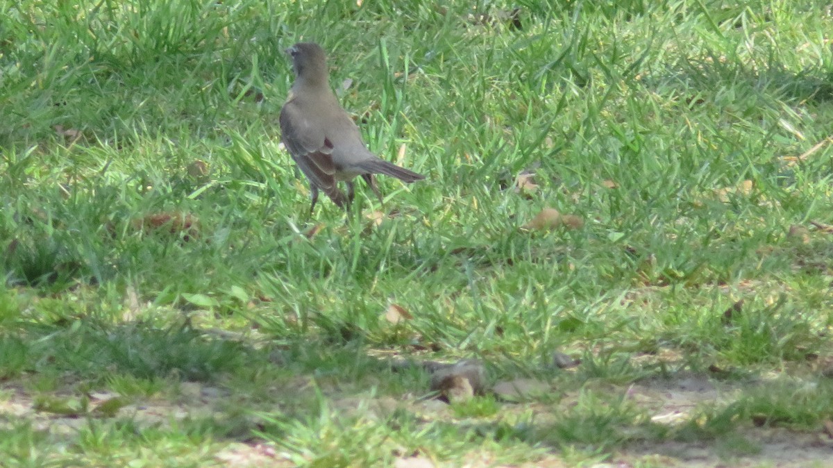 American Robin - ML549033241