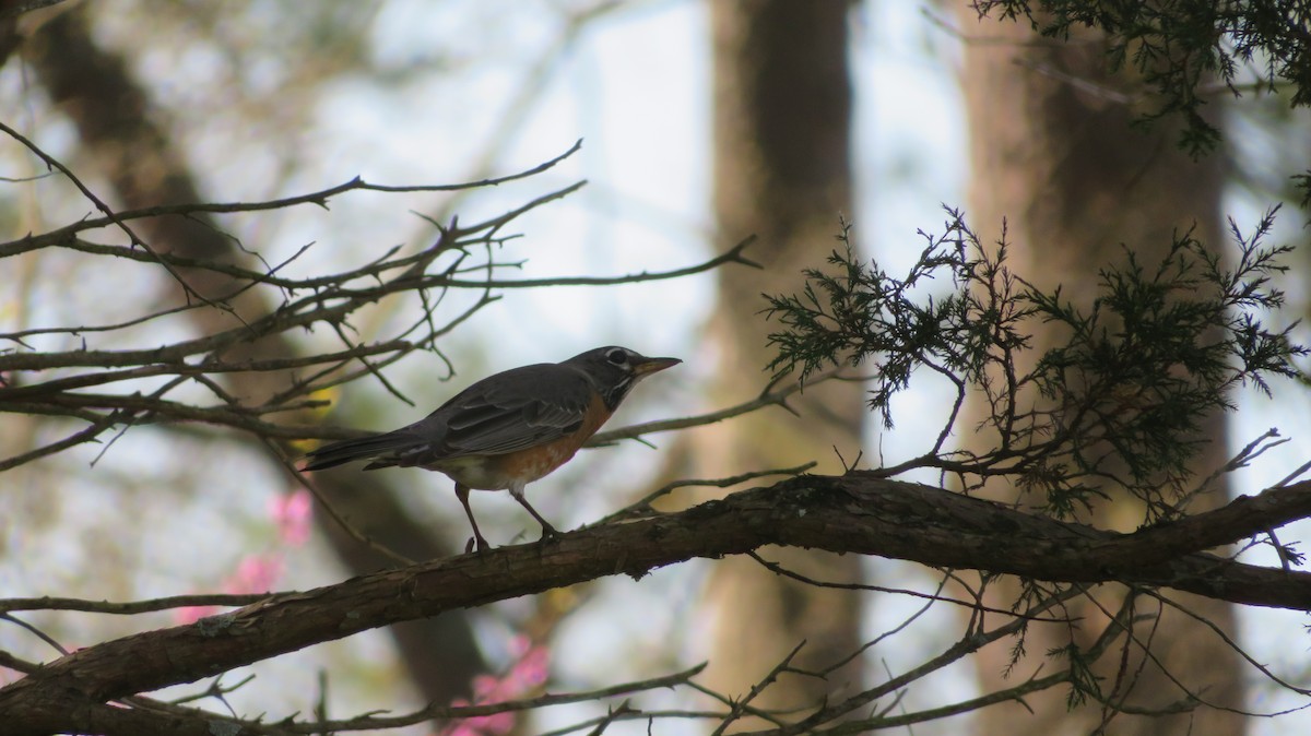 American Robin - ML549033381