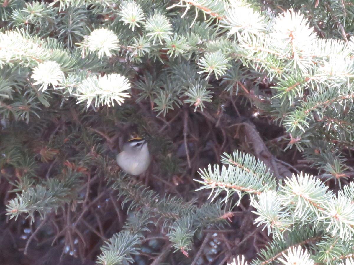 Golden-crowned Kinglet - ML549033401