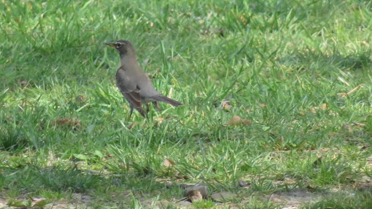 American Robin - ML549033481