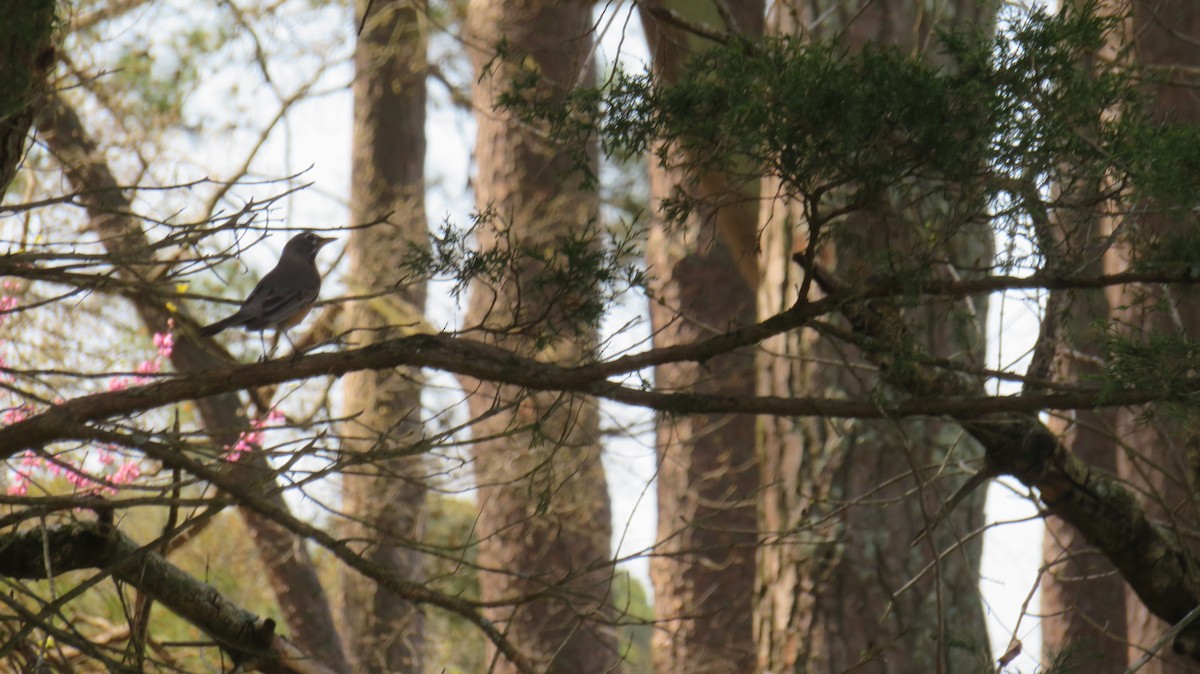 American Robin - ML549033541