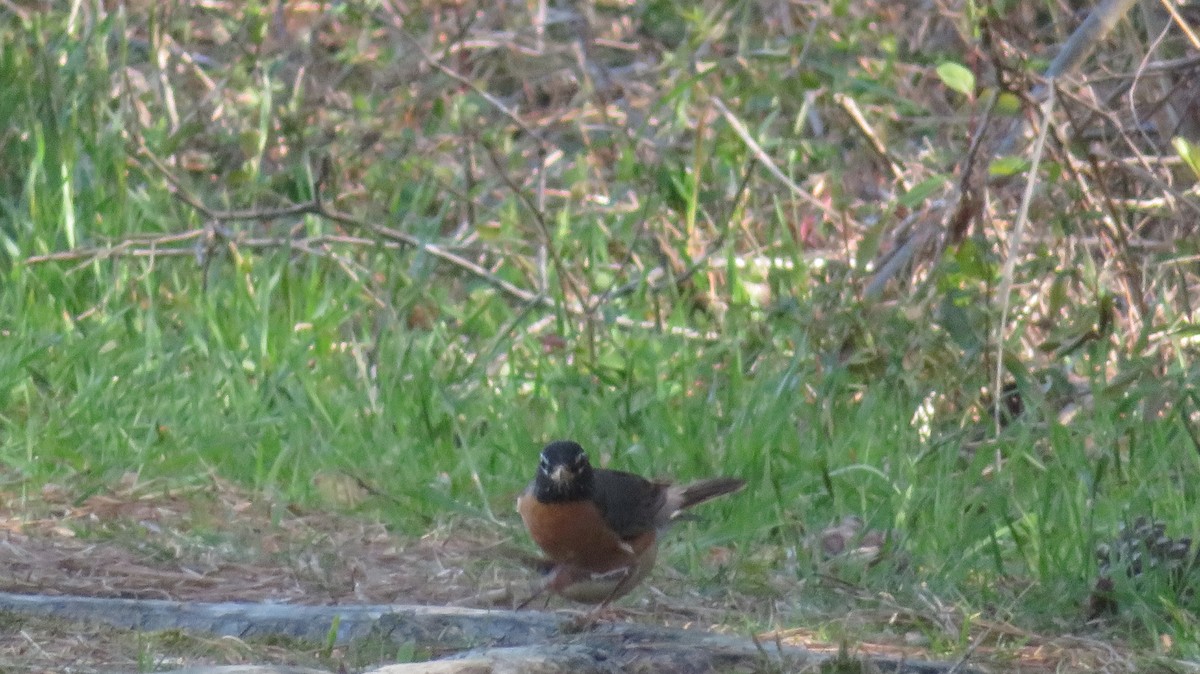 American Robin - ML549033621