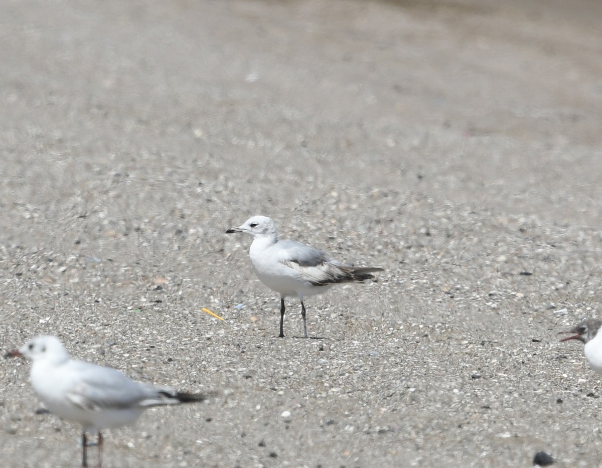 Gaviota Cabecinegra - ML549033801