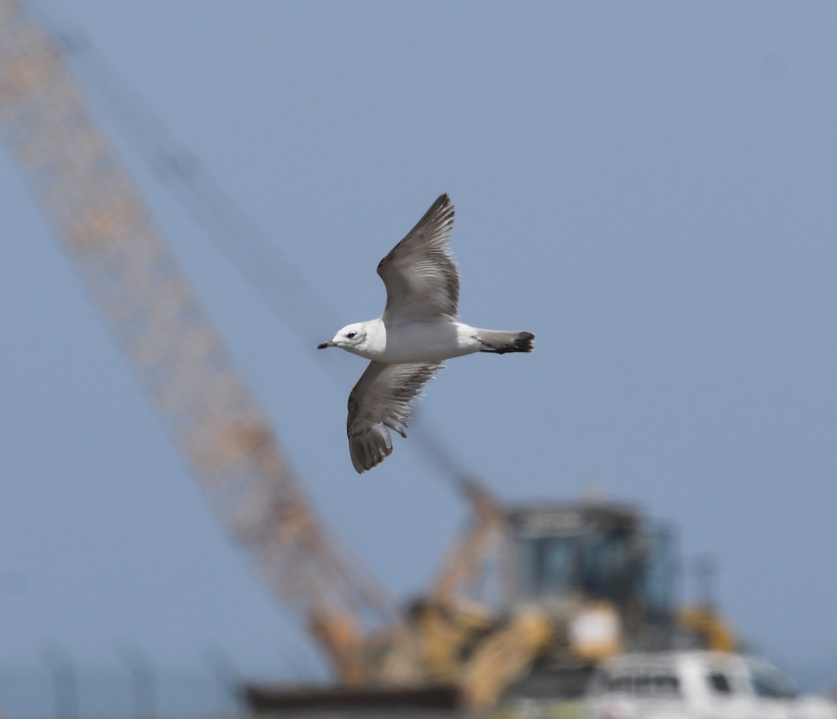 Gaviota Cabecinegra - ML549033821