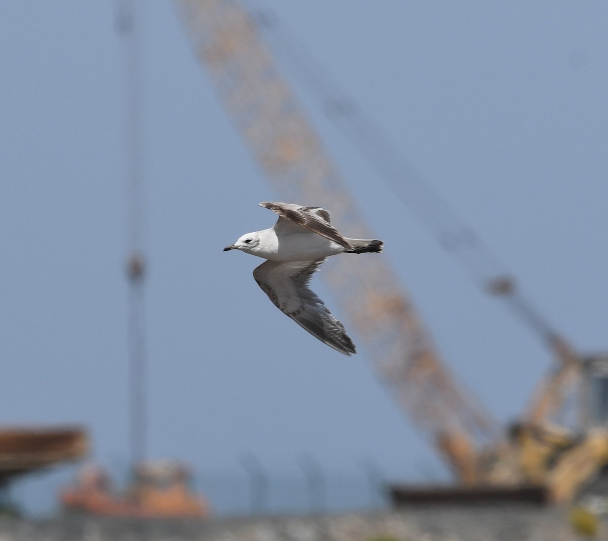 Gaviota Cabecinegra - ML549033831